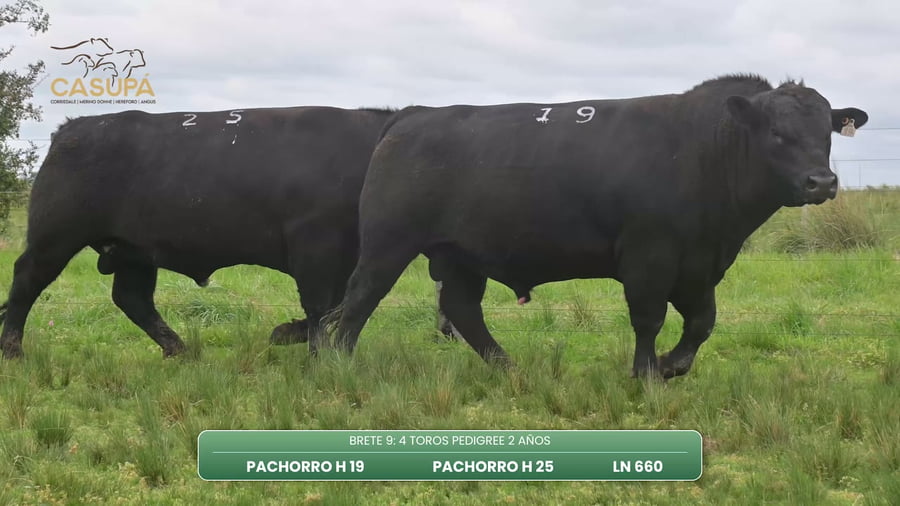 Lote TOROS PEDIGREE 2 AÑOS