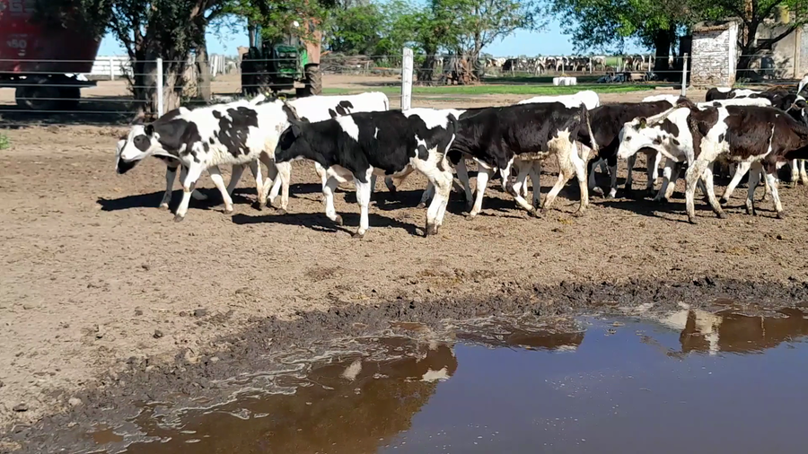 Lote 60 Terneros Holando Argentino en Morteros, Córdoba