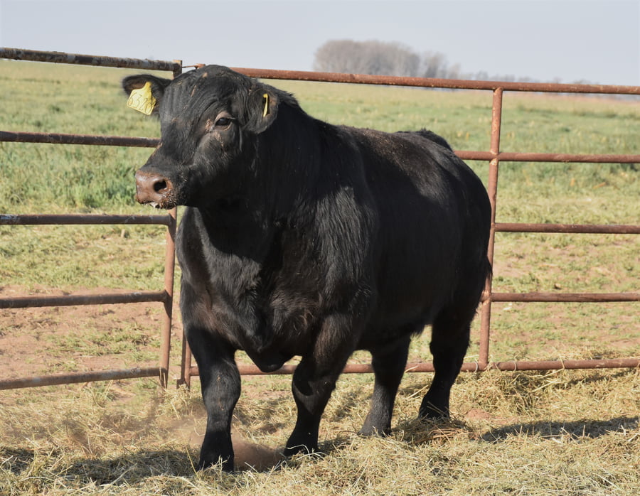 Lote TOROS (Corral 20)