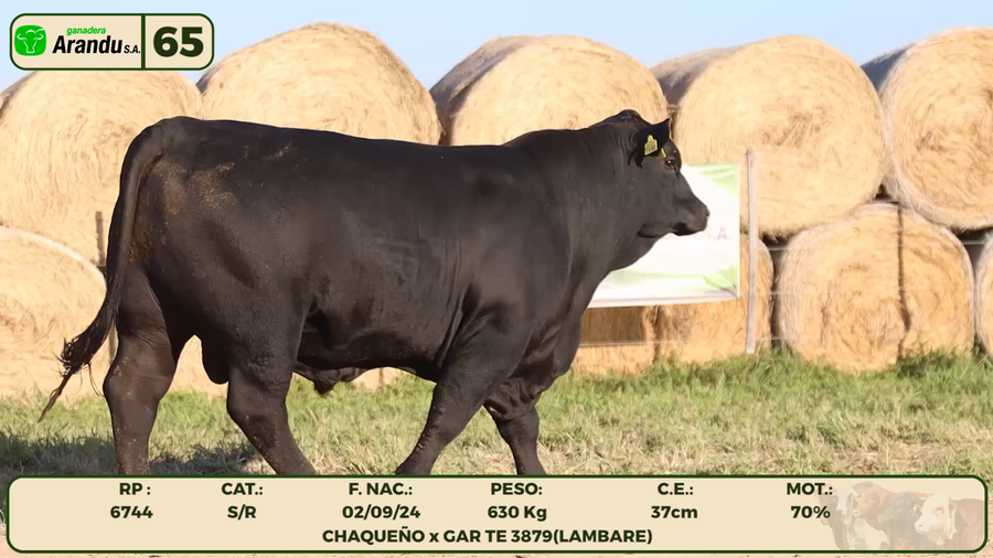 Lote LOTE 65