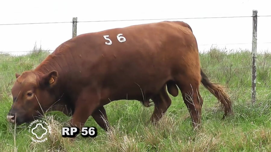 Lote Toro 2 años | S.A.