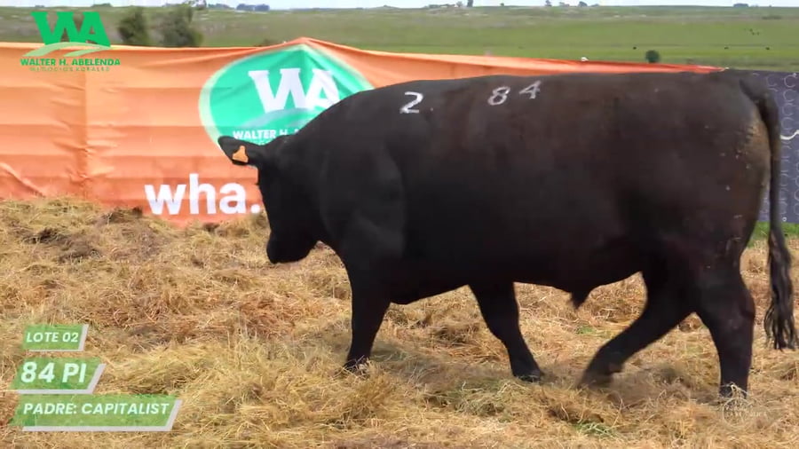Lote Toro PC