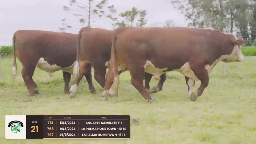 Lote Lote 21