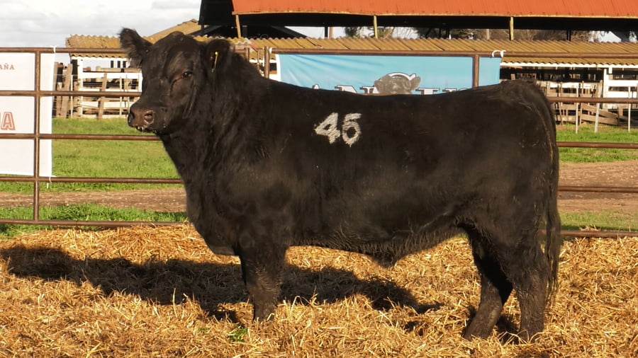 Lote TOROS ANGUS NEGROS PC