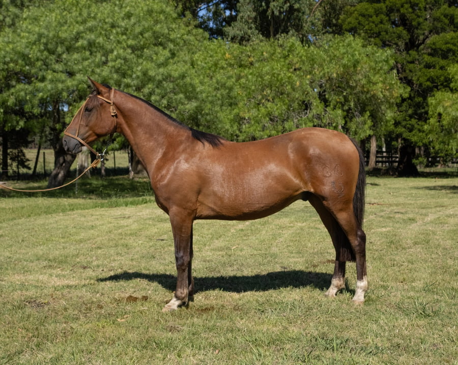 Lote PAYADOR DEL PORRÚA