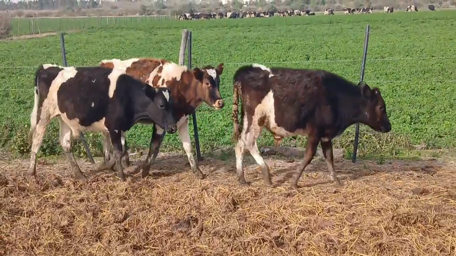 Lote 15 Terneros Holando Argentino en Sunchales, Santa Fe