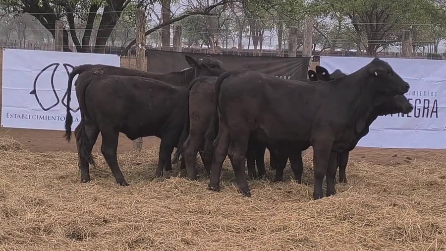 Lote Ternera