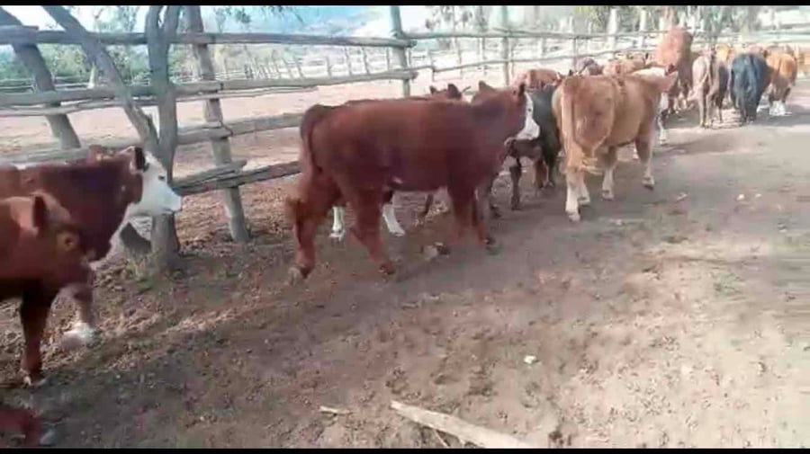 Lote 50 Ternero en Puchuncaví, V  Región Valparaíso