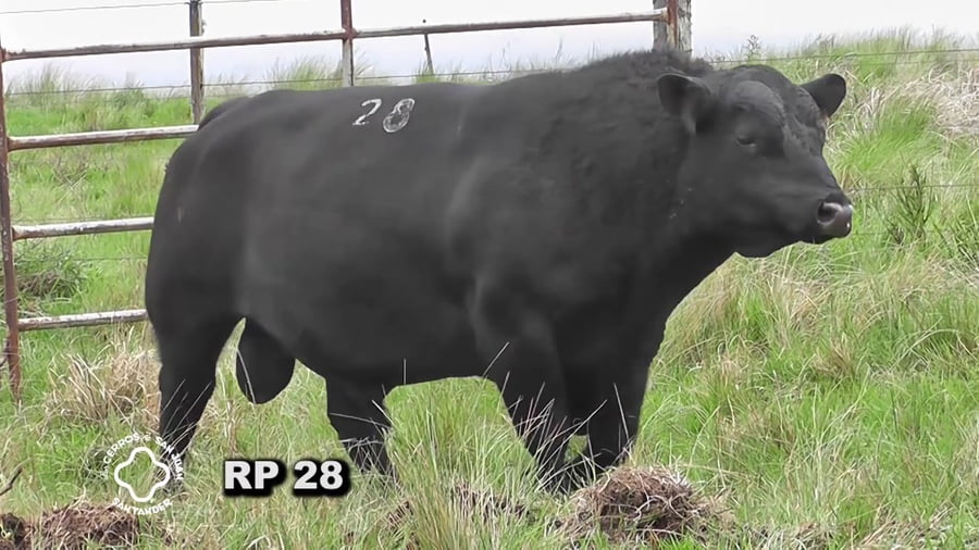 Lote Toro 3 años | S.A.