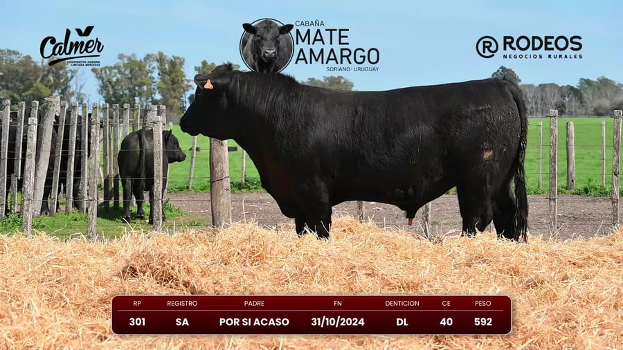 Lote RP 301 SA