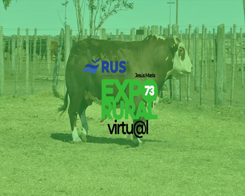 Lote TORO BRAFORD GEN. INTERMEDIA