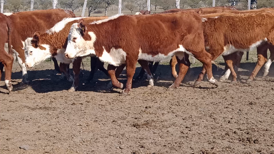Lote 85 Vaquillonas en Corrientes, Curuzu Cuatia