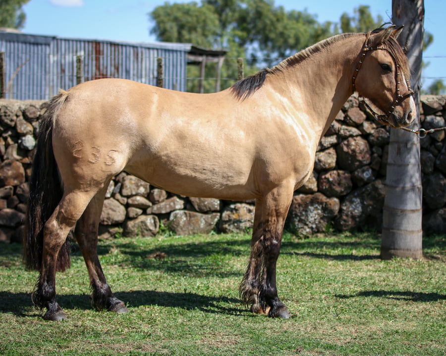 Lote Santa Ines Rigor