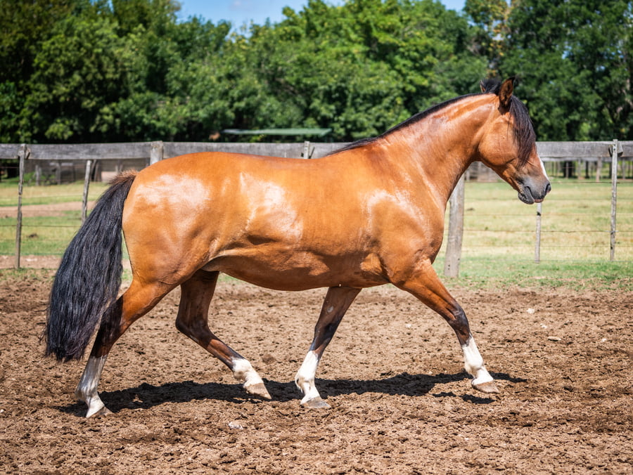 Lote DEL SIETE LA CATE T/E