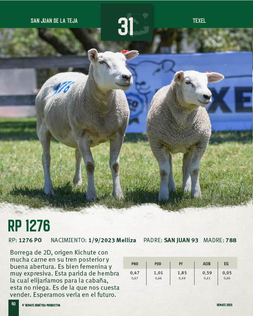 Lote Borregas a remate en 4º Genetica Productiva, San José