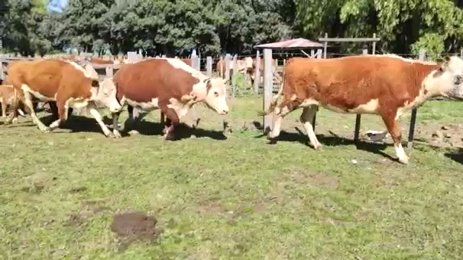 Lote (Vendido)48 Piezas de cría 20 HE CRUZAS CON: 4BD NRO DE CRUZAS. 4 a remate en Expo Paysandú 470kg - , Salto