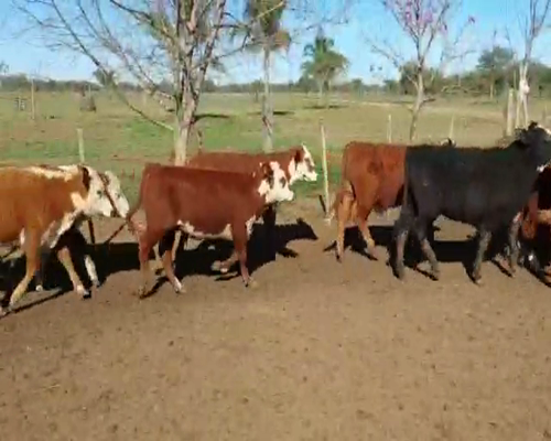 Lote 107 Terneros/as en Curuzú-Cuatiá, Corrientes