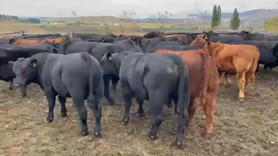 Lote 60 Ternero en Coyhaique, XI Región Aysén