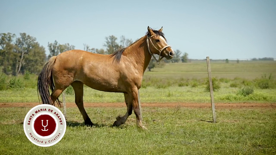 Lote DEL SILENCIO FLOR DE CEIBO