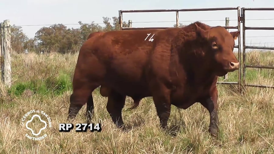Lote Toro Red Angus SA de 3 años