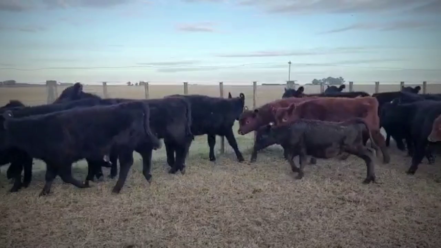 Lote 112 Terneras en Coronel Pringles, Buenos Aires