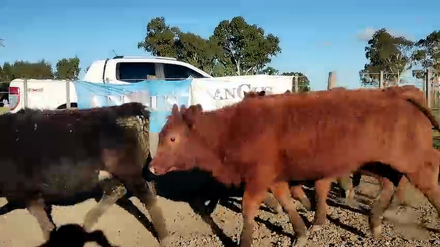 Lote 60 Terneras en Olavarría