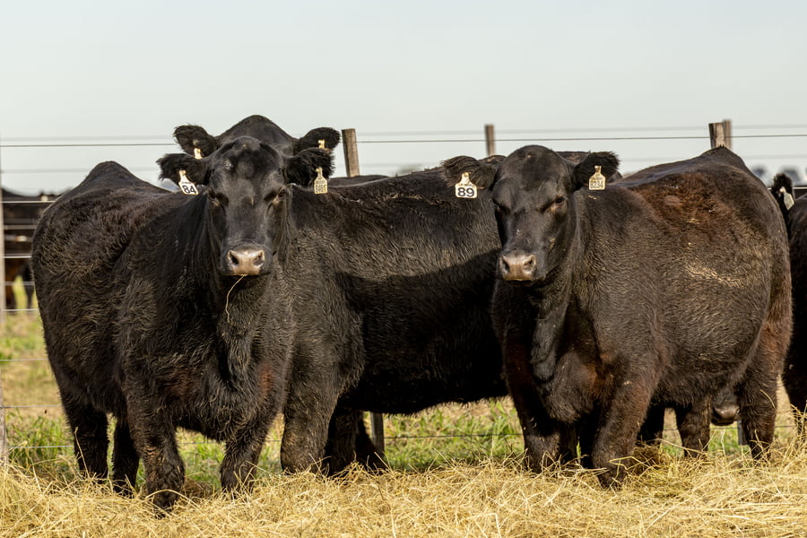 Lote VAQUILLONAS ANGUS PURAS CONTROLADAS
