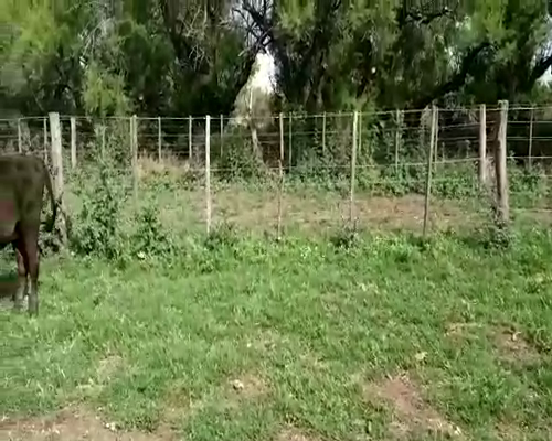 Lote 30 Terneros/as en Gral. Lamadrid, Buenos Aires