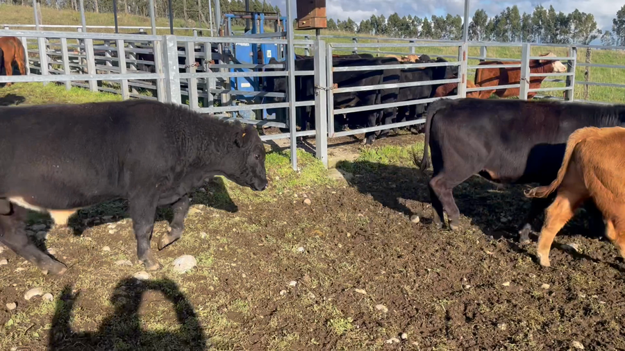 Lote 30 Novillo Engorda en Puerto Varas, X Región Los Lagos