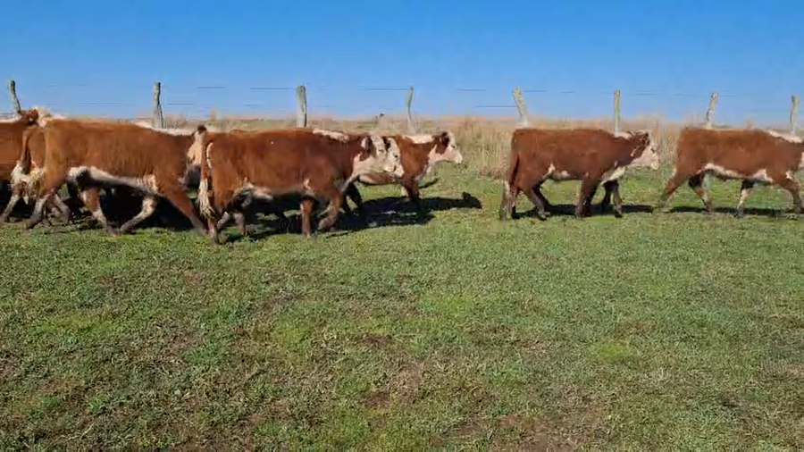 Lote 120 Terneros