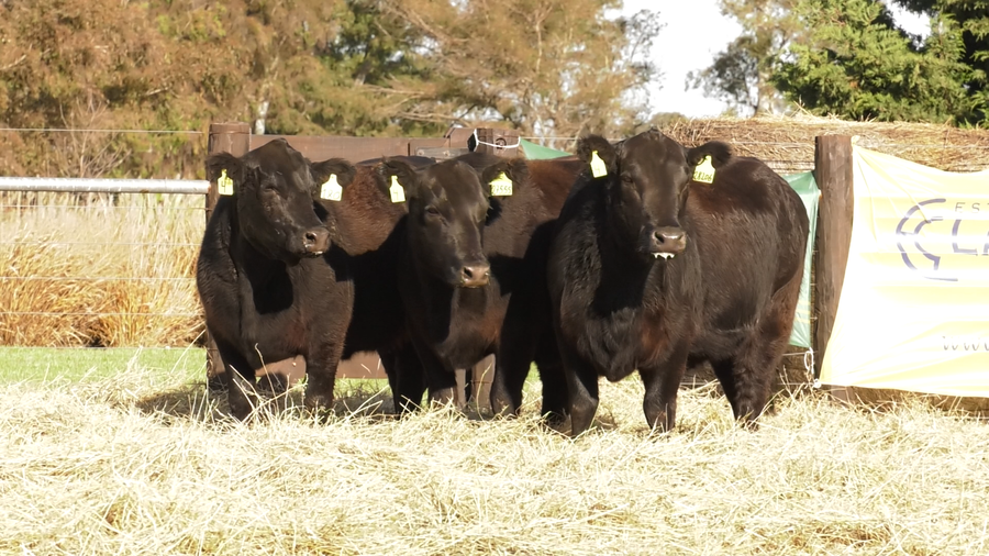 Lote VACAS SEGUNDA PARICION ANGUS PURO CONTROLADAS