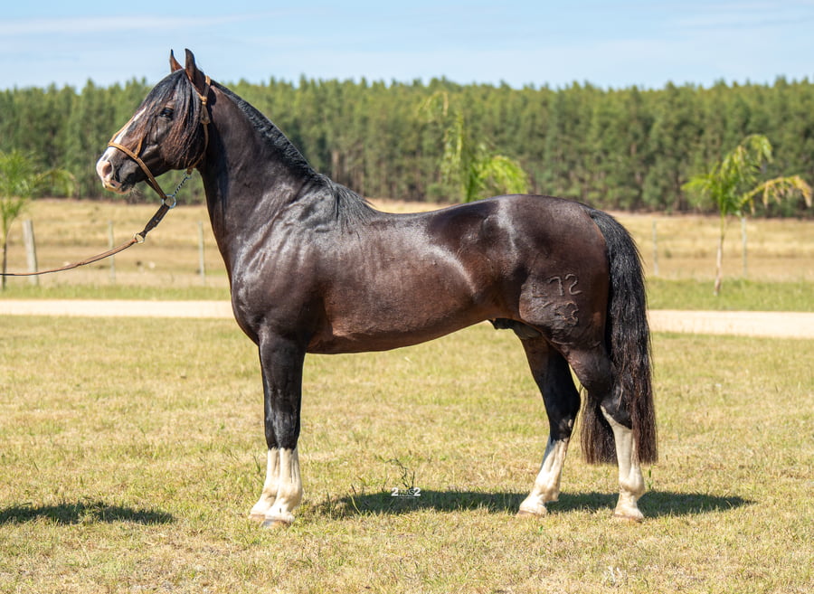 Lote LIQUINHO DA TAMANCA