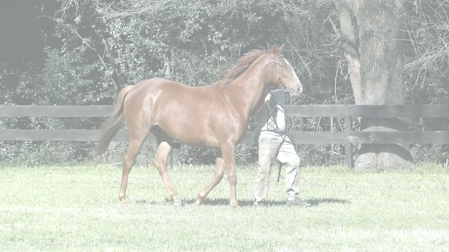 Lote CEUTA TIME (CEUTA TIME -  CORRE LA MORA)