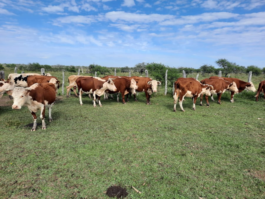 Lote SAENZ VALIENTE, BULLRICH Y Cia. S.A.