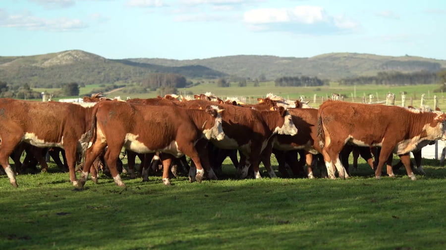 Lote Vaquillonas Hereford Sin servicio