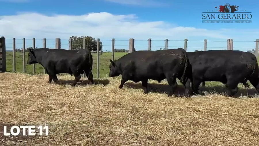 Lote Toros Aberdeen Angus