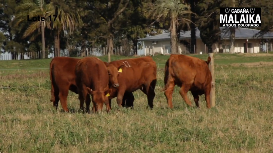Lote "VAQUILLONAS PURA CONTROLADAS PREÑADAS ""CABAÑA MALAIKA"""