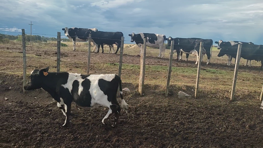 Lote 16 Terneros en Florida