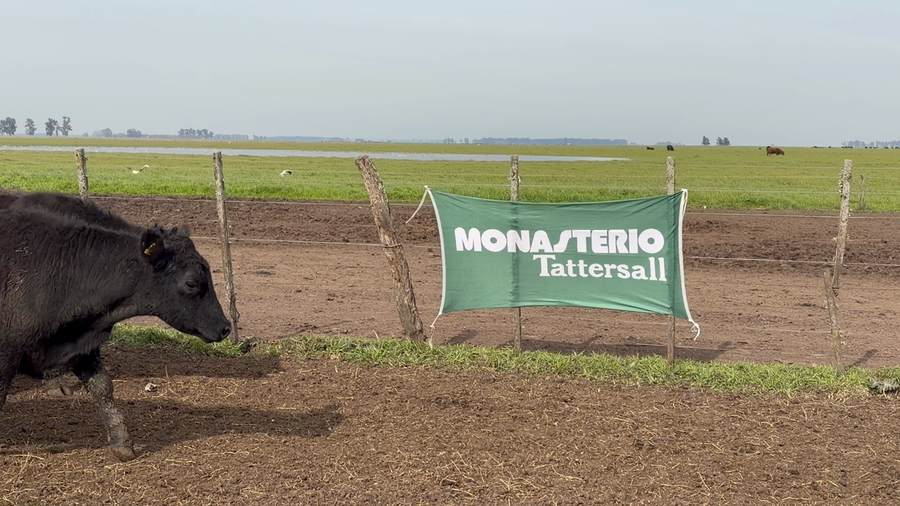 Lote 23 Novillitos en Buenos Aires, Ayacucho