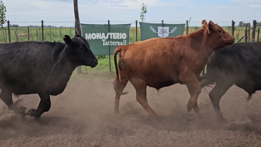 Lote 12 Novillitos en Bolívar