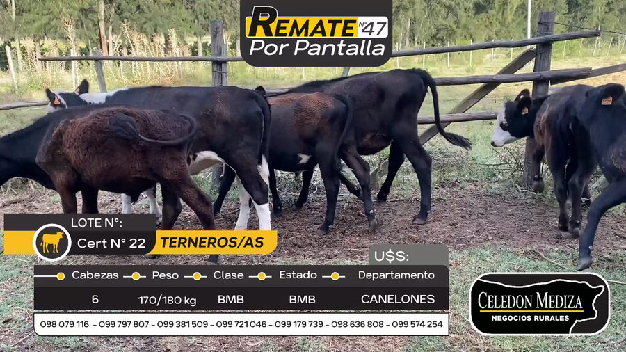 Lote 6 Terneros y Terneras en Otra Localidad, Canelones
