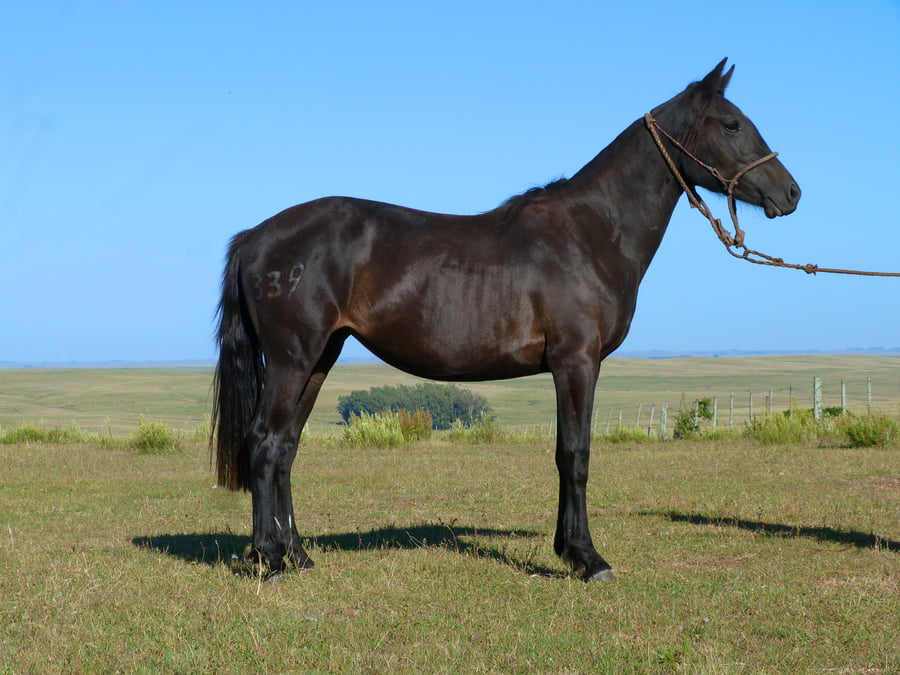 Lote Japonesa del Cerro Grande