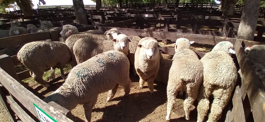 Lote 10 borregas pedigree 2dts