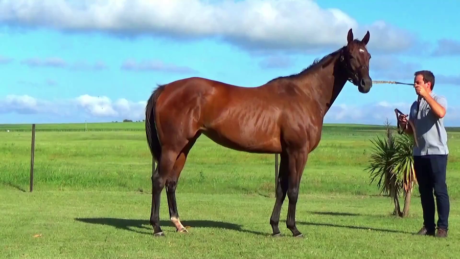 Lote REGINA MARÍA (ECU)