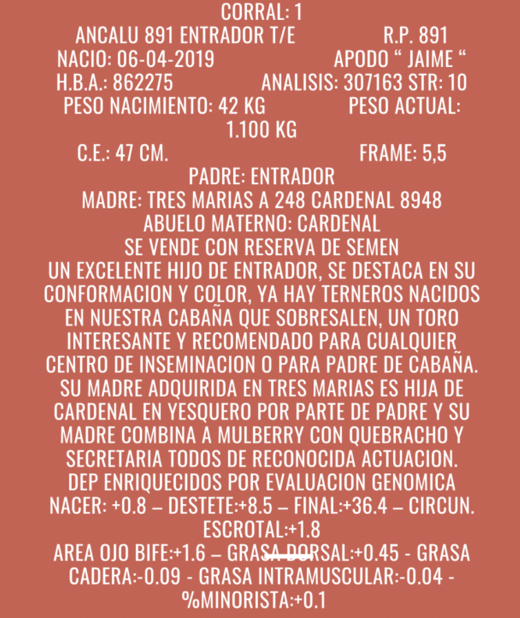 Lote TOROS PUROS DE PEDIGREE(COLORADO)(Corral 1)