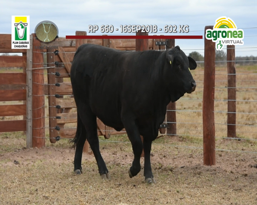 Lote VAQUILLONA BRANGUS NEGRA "MARCA COPA"