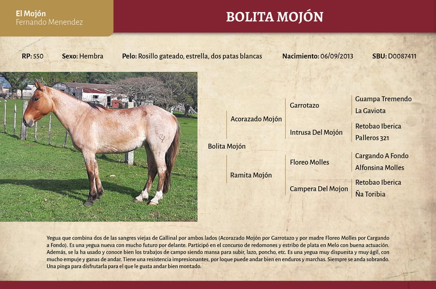 Lote Bolita Mojón (RP 550) - Cabaña El Mojón