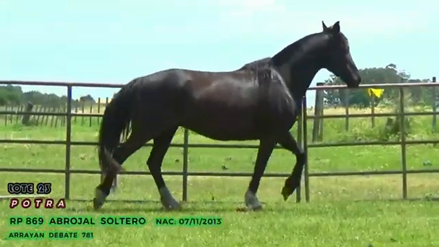 Lote Abrojal Soltero
