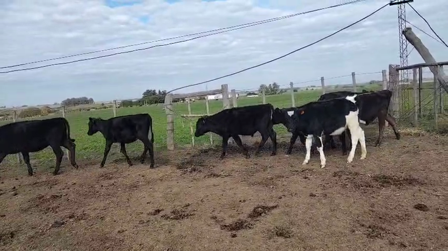 Lote 7 Terneros y Terneras a remate en Pantalla Camy, San José