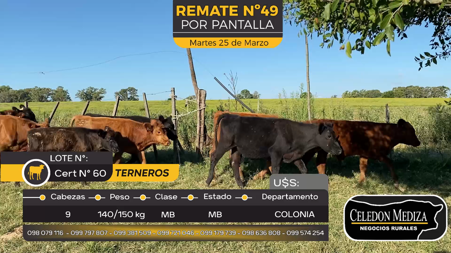 Lote 9 Terneros en La Horqueta, Colonia